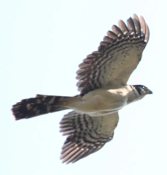 File:Micrastur semitorquatus (cropped).jpg