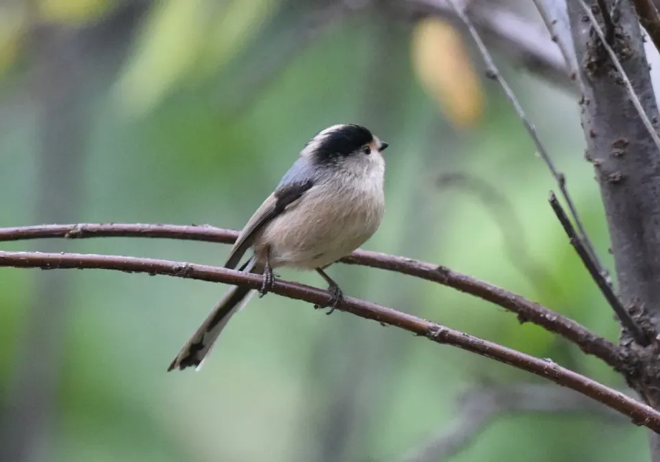 File:Aegithalos glaucogularis 247946955.jpg