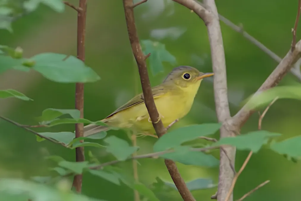 File:Phylloscopus soror A9 03723.jpg