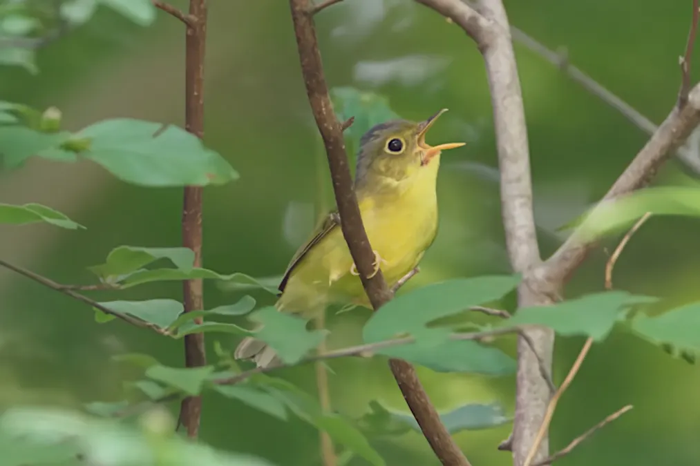 File:Phylloscopus soror A9 03716.jpg