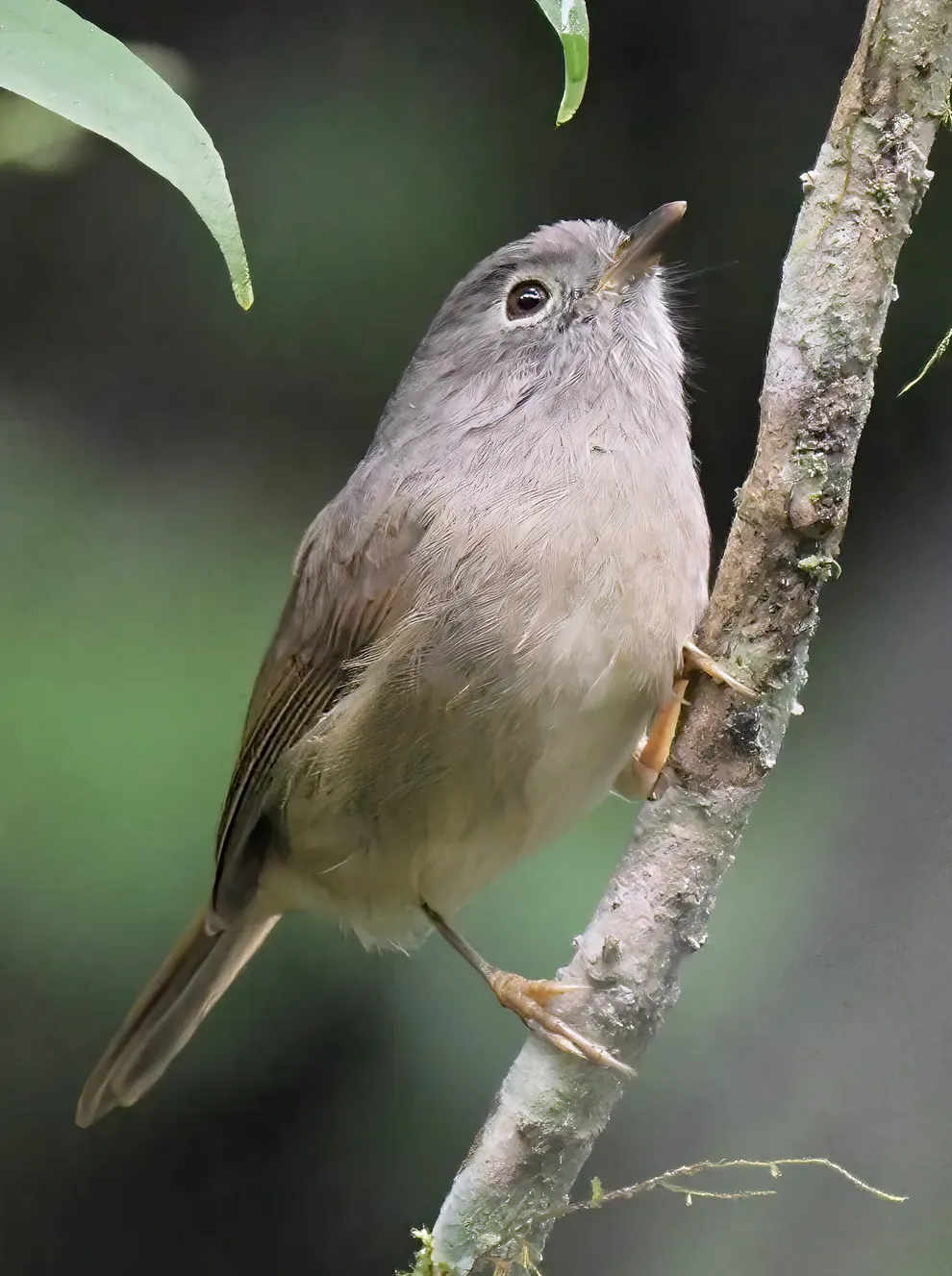 File:Alcippe davidi 244515053 (cropped).jpg