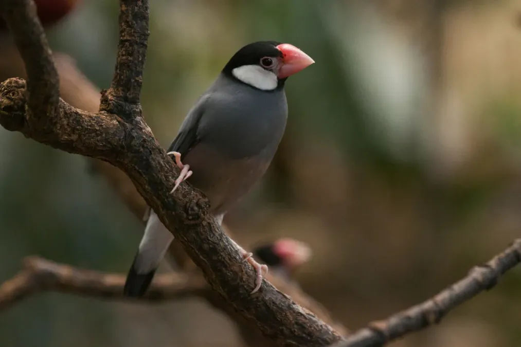File:Padda oryzivora -captive-8a.jpg