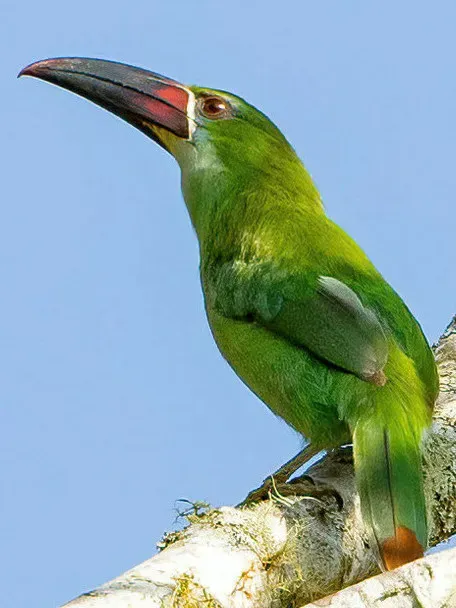 File:Aulacorhynchus derbianus 235443939 (cropped) 2.jpg