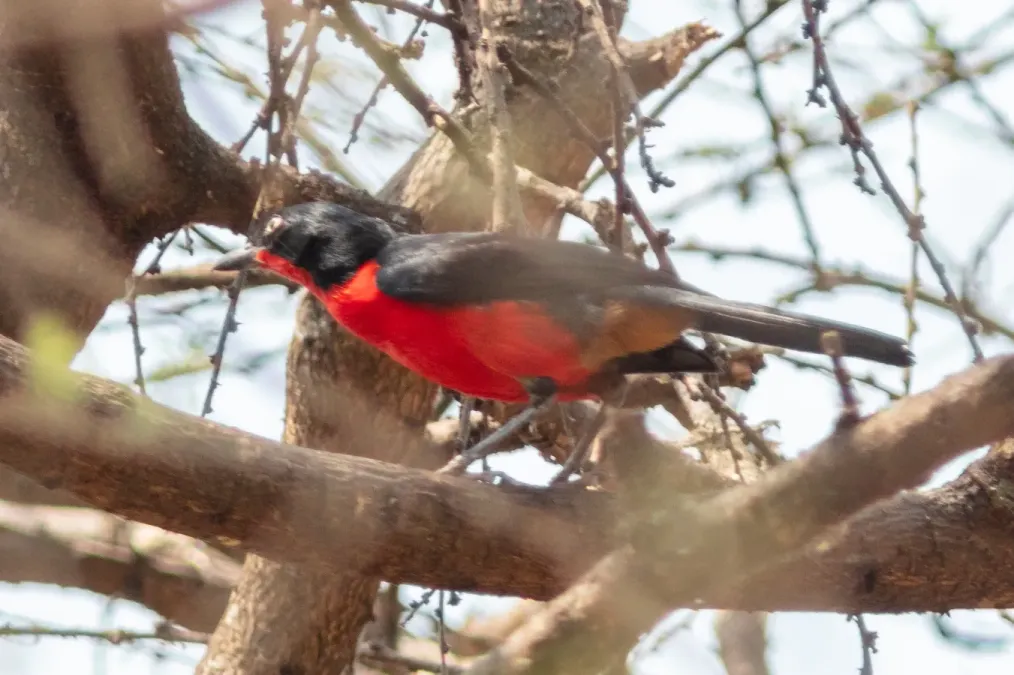 File:Bubú cabecinegro (Laniarius erythrogaster), Kimotong, Sudán del Sur, 2024-01-24, DD 92.jpg