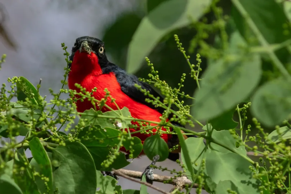 File:Bubú cabecinegro (Laniarius erythrogaster), Terekeka, Sudán del Sur, 2024-01-29, DD 72.jpg