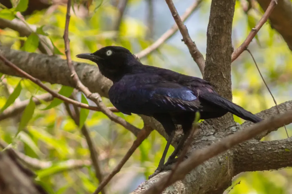 File:Estornino de Rüppell (Lamprotornis purpuroptera), Terekeka, Sudán del Sur, 2024-01-28, DD 122.jpg