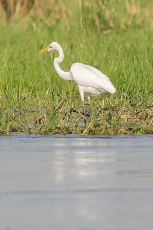 File:Garceta piquicorta (Ardea brachyrhyncha), Terekeka, Sudán del Sur, 2024-01-28, DD 143.jpg