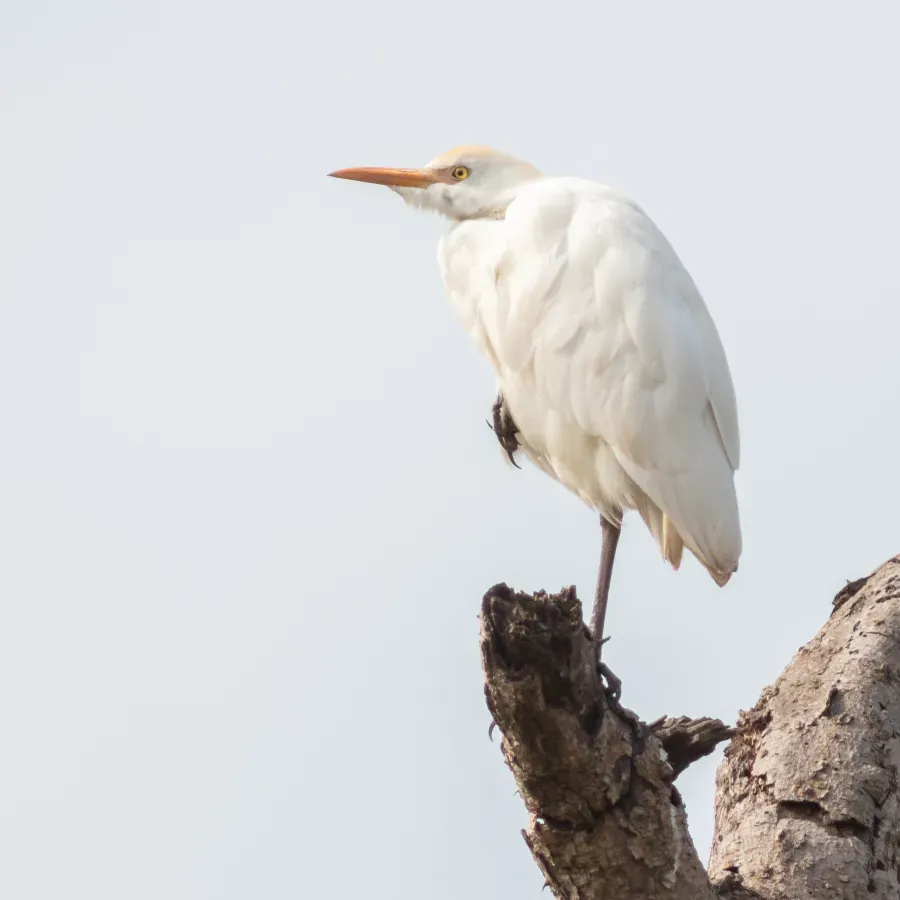 File:Garceta piquicorta (Ardea brachyrhyncha), Terekeka, Sudán del Sur, 2024-01-29, DD 75.jpg
