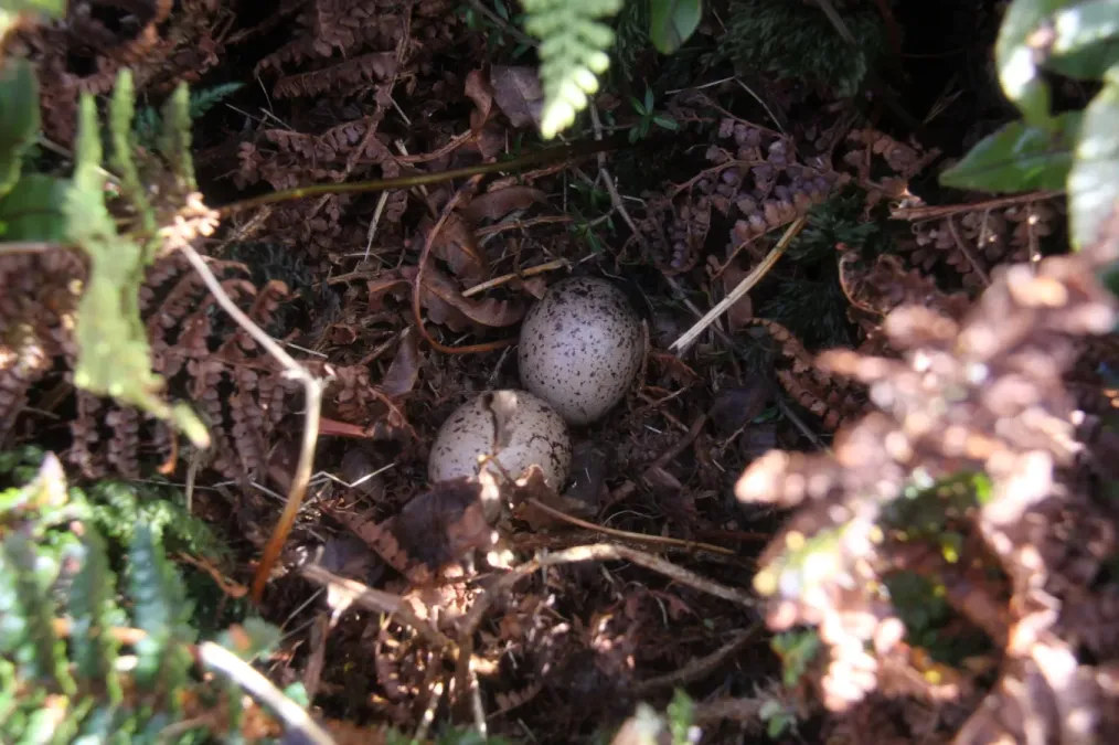 File:Coenocorypha aucklandica meinertzhagenae 387315410.jpg