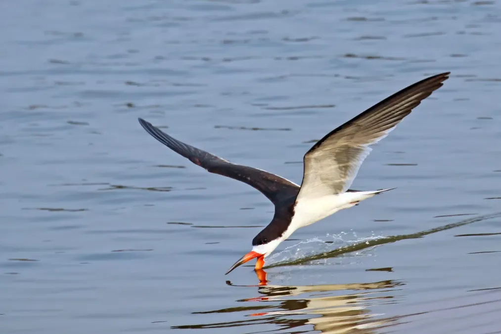 File:Black skimmer (Rynchops niger) in flight Pantanal.jpg