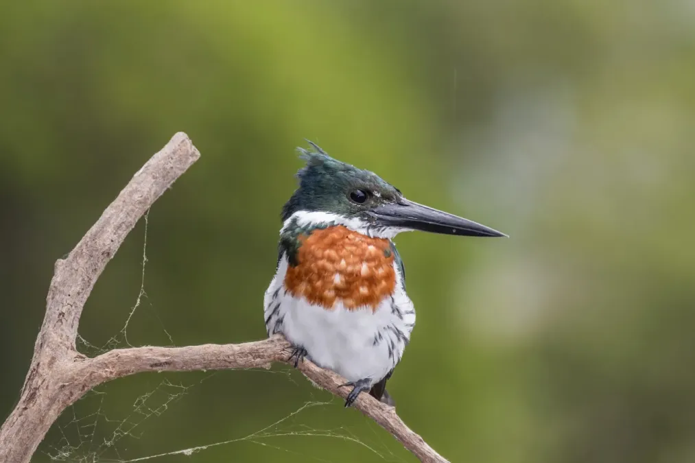File:Amazon kingfisher (Chloroceryle amazona) male Rio Negro.jpg