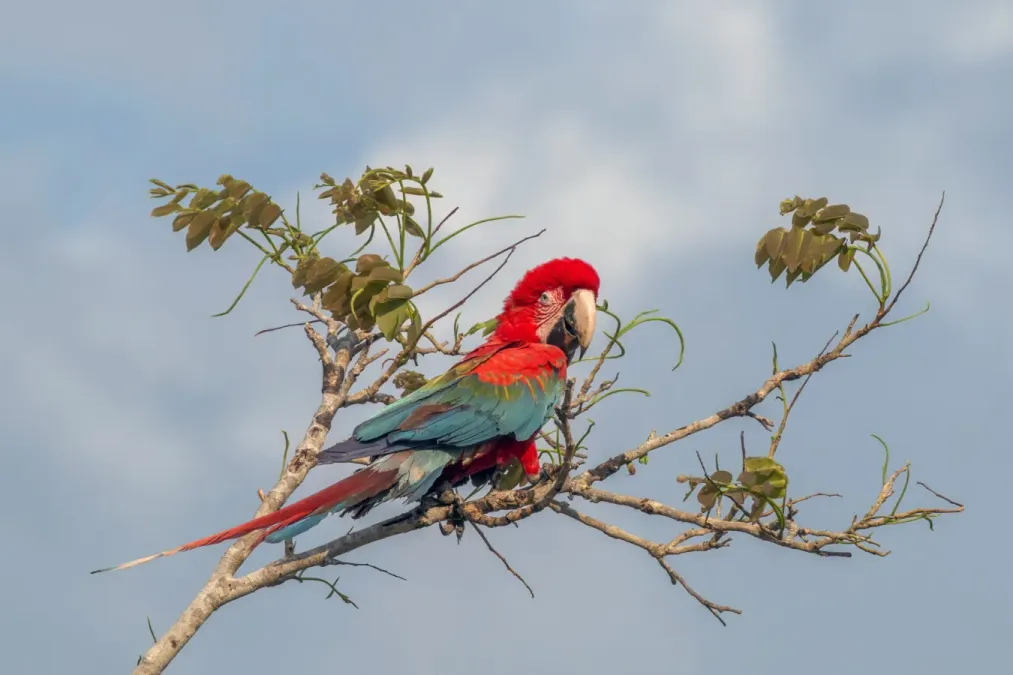 File:Red-and-green macaw (Ara chloropterus) Pantanal.jpg