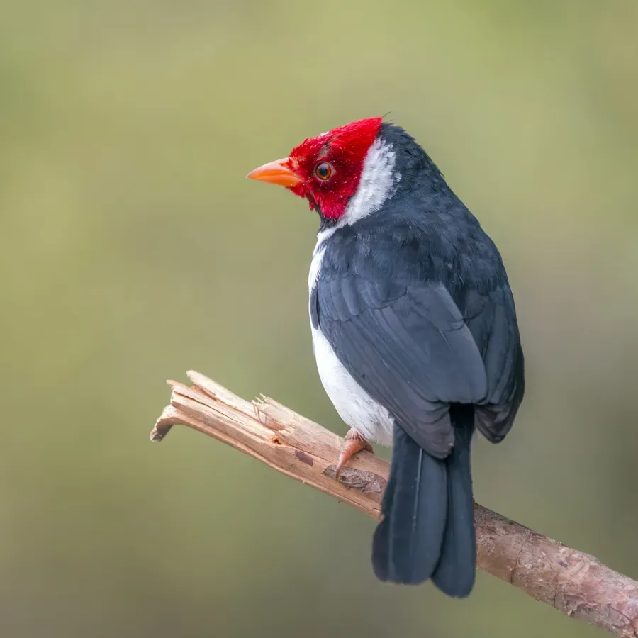 File:Yellow-billed cardinal (Paroaria capitata) 2.jpg