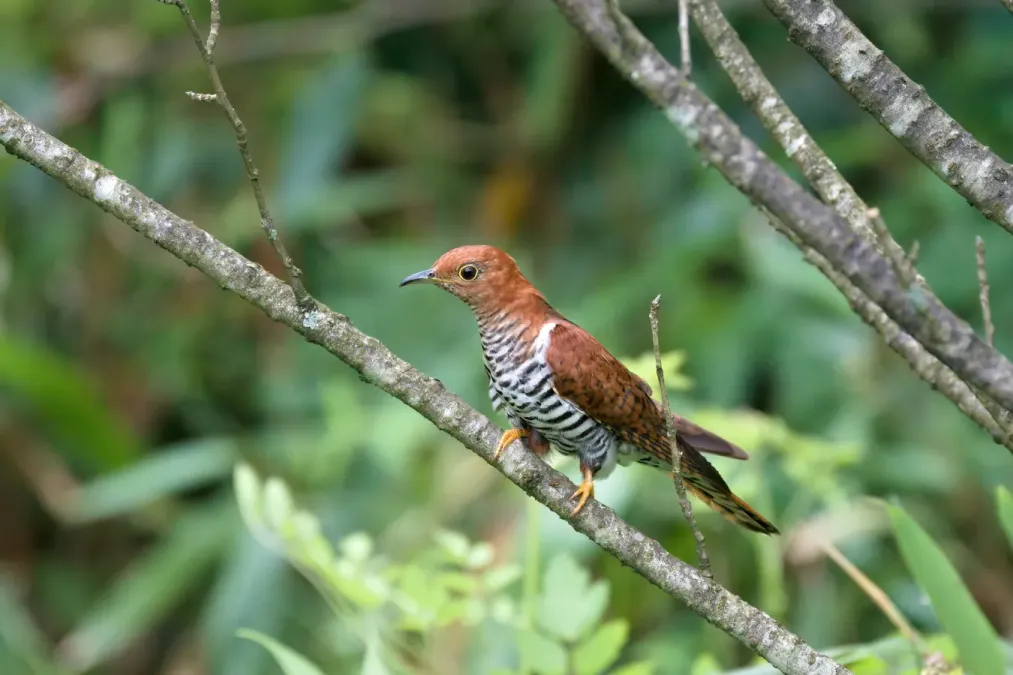 File:Cuculus poliocephalus A9 00311.jpg