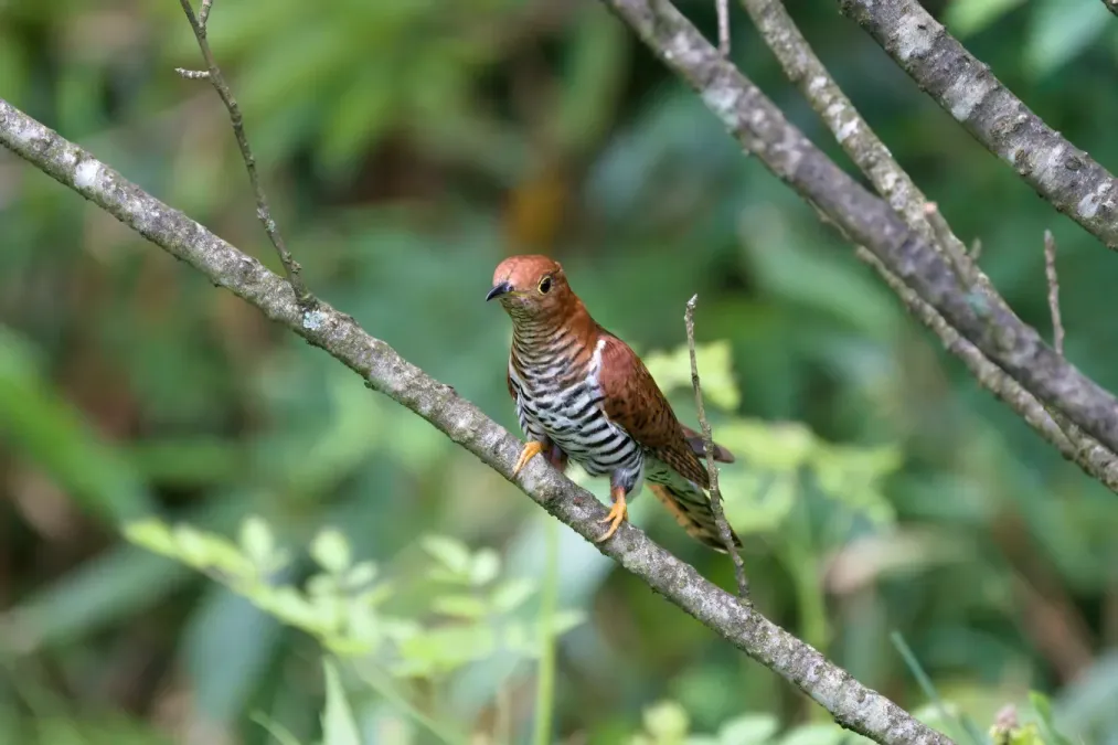 File:Cuculus poliocephalus A9 00329.jpg