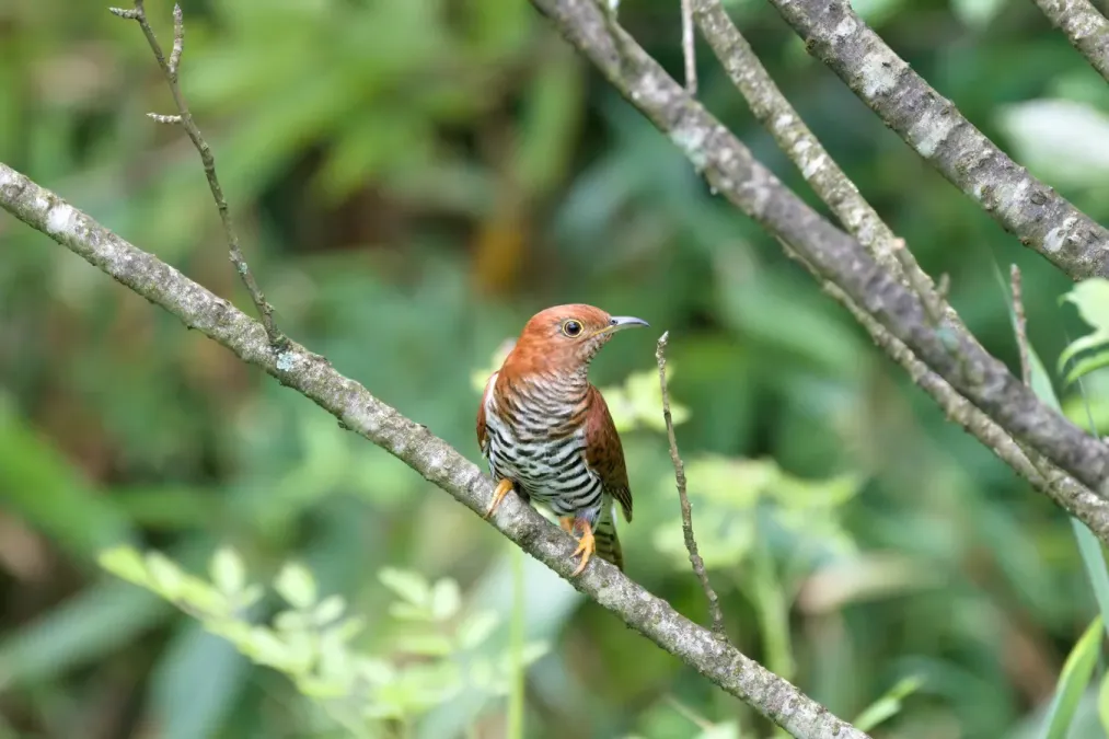 File:Cuculus poliocephalus A9 00287.jpg