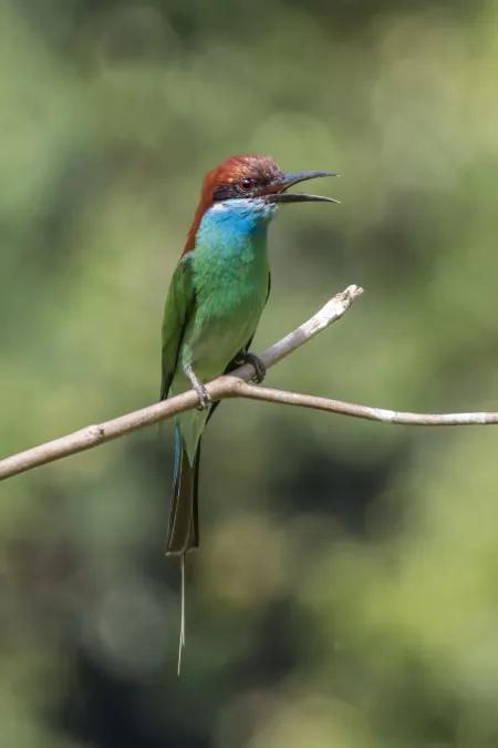 File:Blue-throated bee-eater (Merops viridis viridis) Danum Valley.jpg