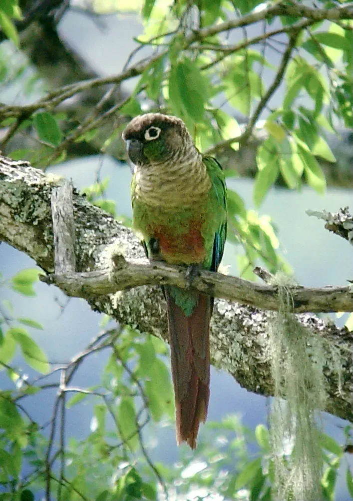 File:Green-cheeked Parakeet (Pyrrhura molinae molinae), Samaipata, Bolivia 1.jpg
