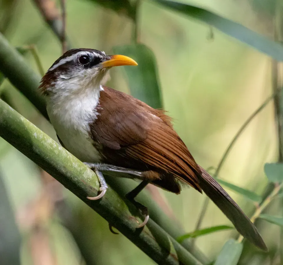 File:Pomatorhinus melanurus, Sinharaja B48A8679 (cropped).jpg