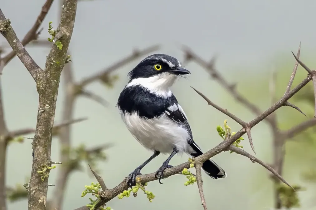 File:Chinspot batis (Batis molitor molitor) male Kruger.jpg