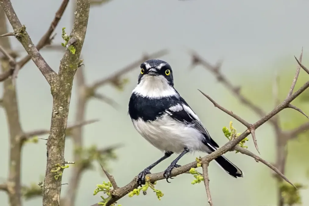 File:Chinspot batis (Batis molitor molitor) male Kruger 2.jpg
