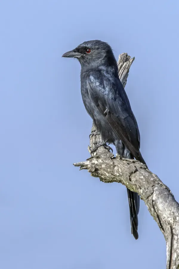 File:Fork-tailed drongo (Dicrurus adsimilis adsimilis) Kruger 2.jpg