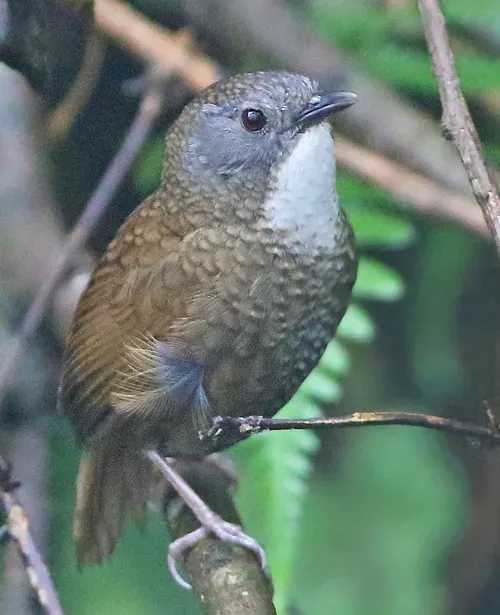 File:Spelaeornis kinneari 105898247 (cropped).jpg