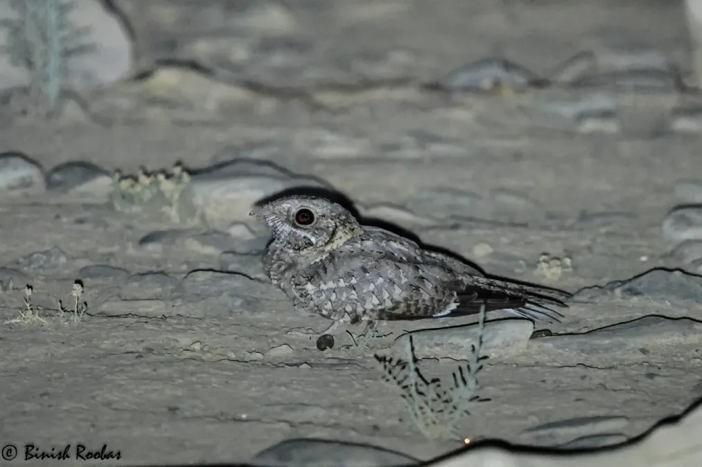 File:Caprimulgusnubicus.jpg