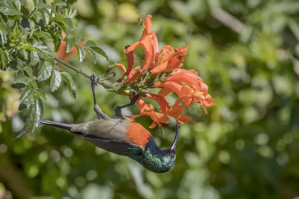 File:Greater double-collared sunbird (Cinnyris afer) male feeding Mbombela.jpg