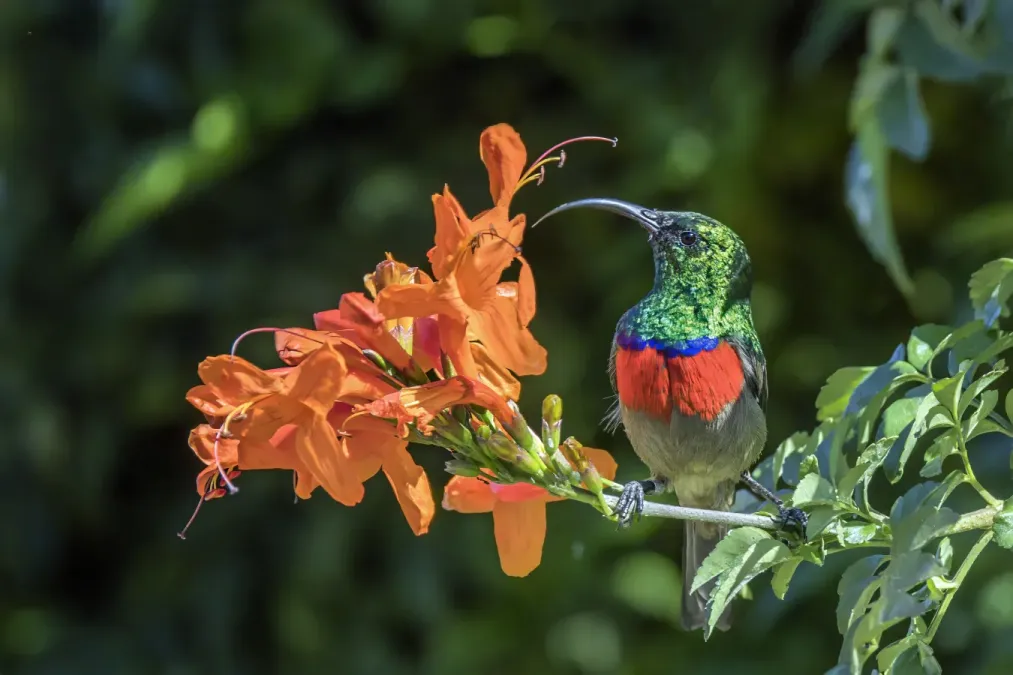 File:Greater double-collared sunbird (Cinnyris afer) male Mbombela.jpg