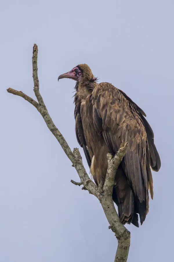 File:Hooded vulture (Necrosyrtes monachus) Kruger.jpg