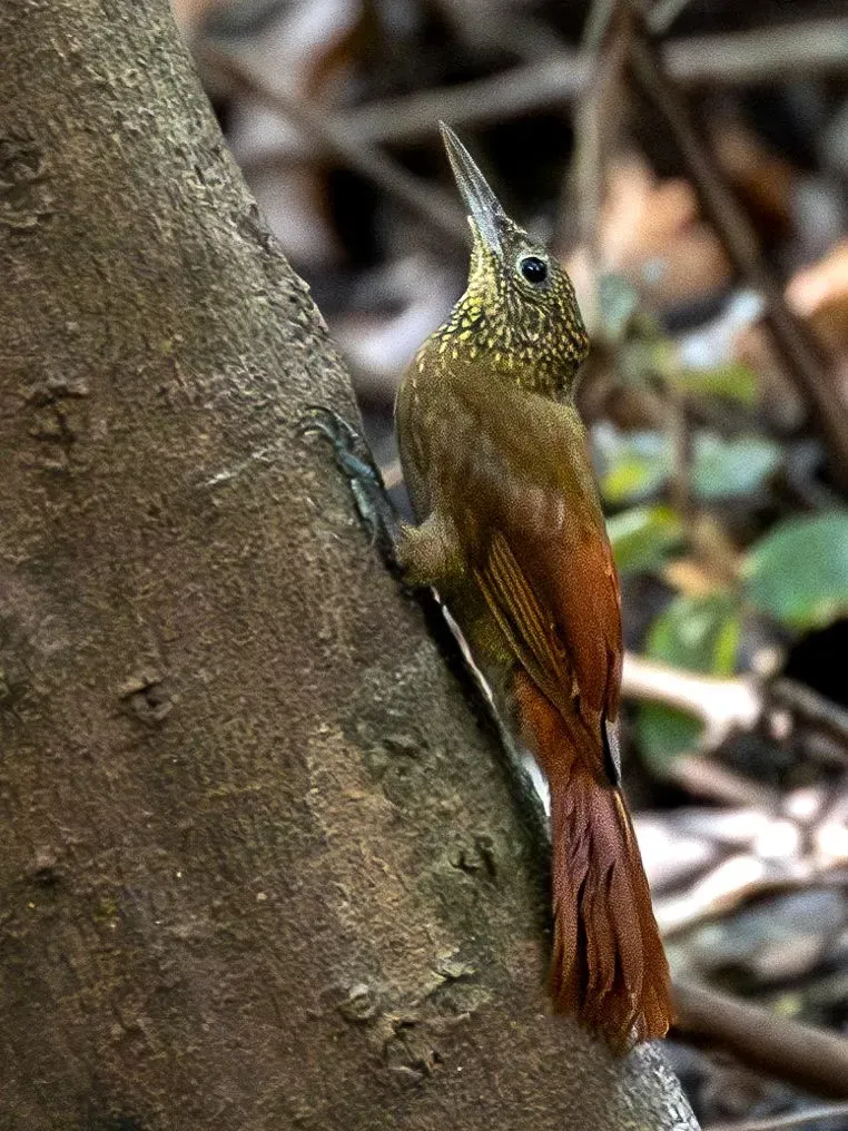File:Xiphorhynchus ocellatus Ocellated Woodcreeper; Atalaia do Norte, Amazonas, Brazil.jpg