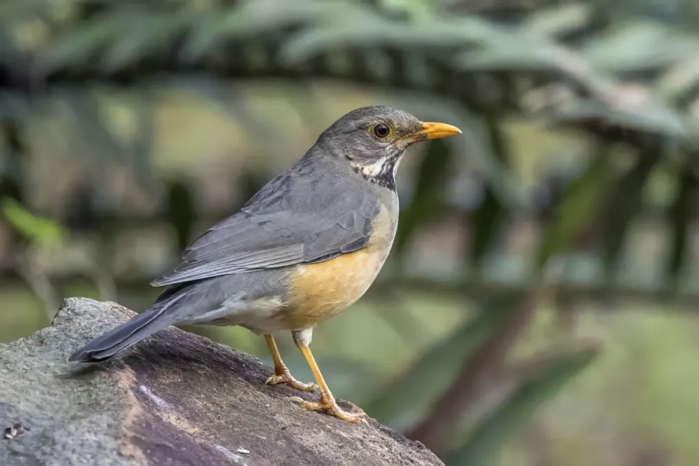 File:Kurrichane thrush (Turdus libonyana libonyana) Matsapha.jpg