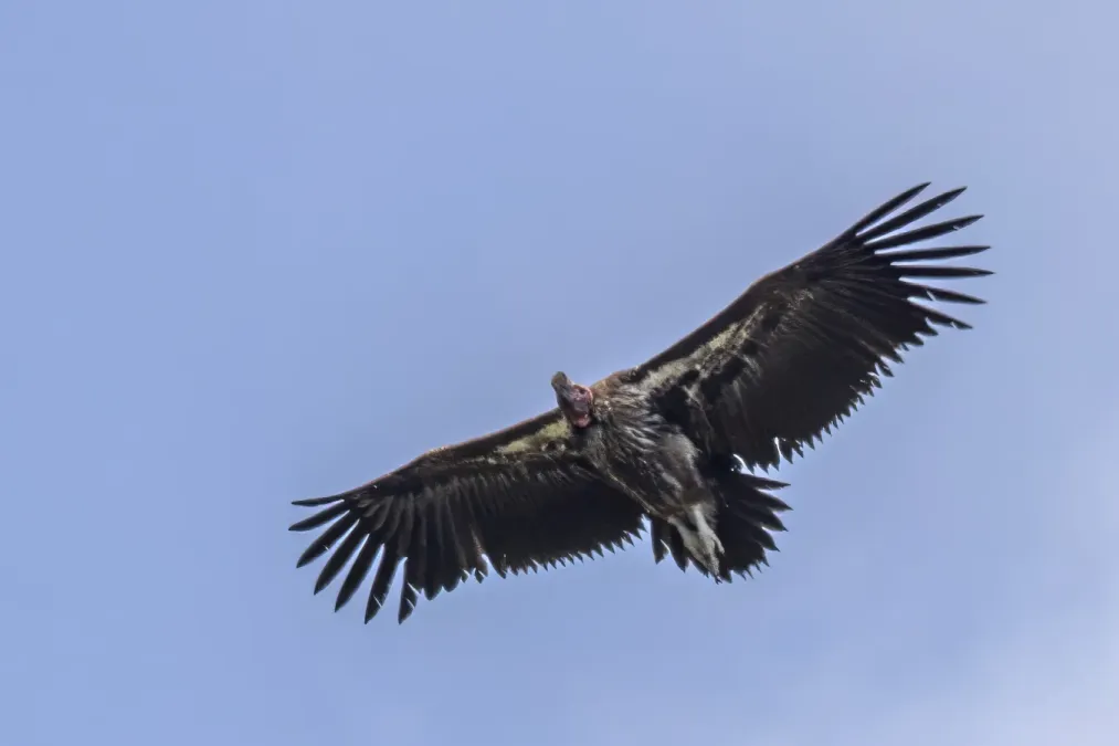 File:Lappet-faced vulture (Torgos tracheliotos) in flight Kruger.jpg