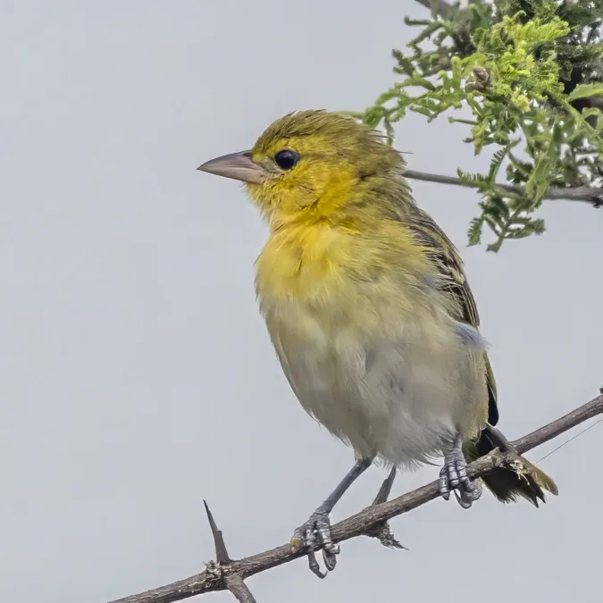 File:Lesser masked weaver (Ploceus intermedius cabanisii) female Kruger.jpg