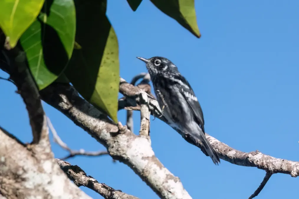 File:Setophaga angelae 341383374.jpg
