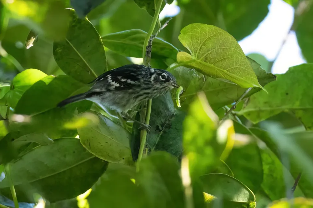 File:Setophaga angelae 339611613.jpg