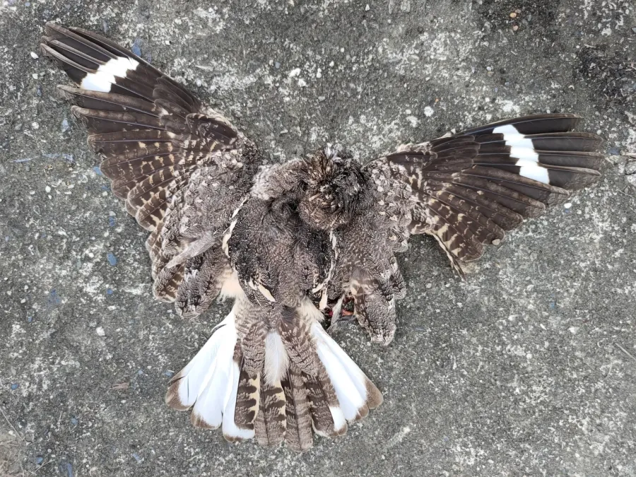 File:Caprimulgus affinis roadkilled Cirarokohay 20210327.jpg