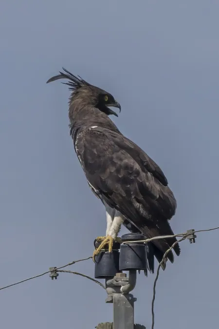 File:Long-crested eagle (Lophaetus occipitalis) Mbombela.jpg