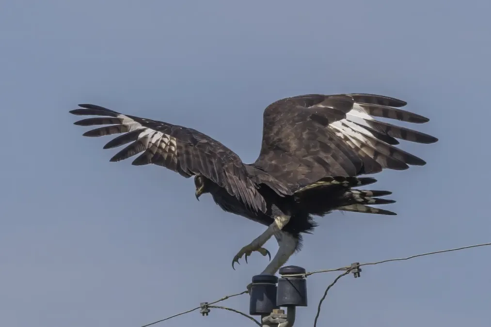 File:Long-crested eagle (Lophaetus occipitalis) Mbombela 2.jpg