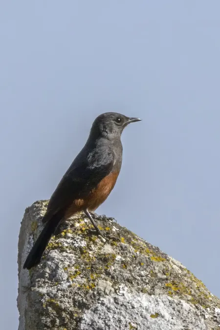 File:Mocking cliff-chat (Thamnolaea cinnamomeiventris autochthones) female Malolotja.jpg