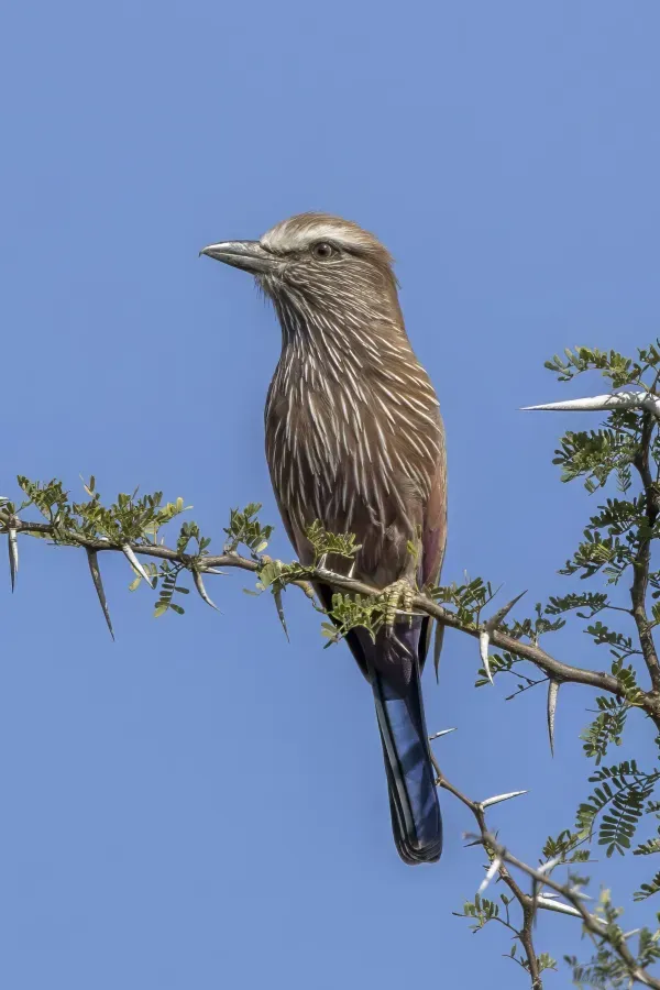 File:Purple roller (Coracias naevius mosambicus) Kruger.jpg