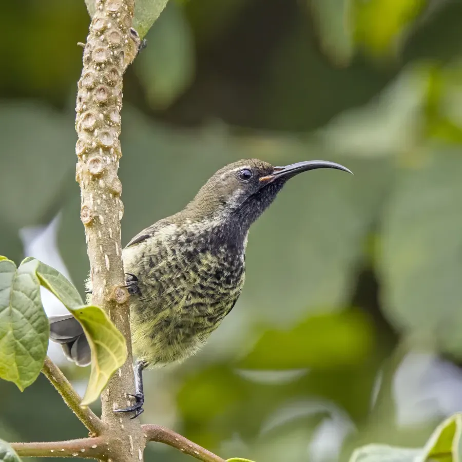 File:Scarlet-chested sunbird (Chalcomitra senegalensis gutturalis) female Matsapha.jpg