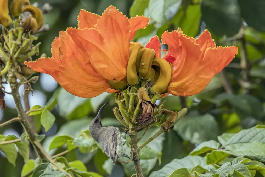 File:Scarlet-chested sunbird (Chalcomitra senegalensis gutturalis) female on African tulip tree Matsapha 2.jpg