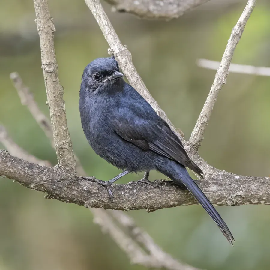 File:Southern black flycatcher (Melaenornis pammelaina ater) Matsapha.jpg