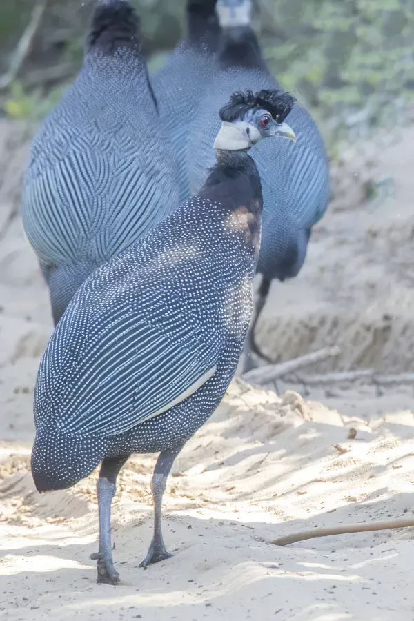 File:Southern crested guineafowl (Guttera edouardi) Maputo.jpg