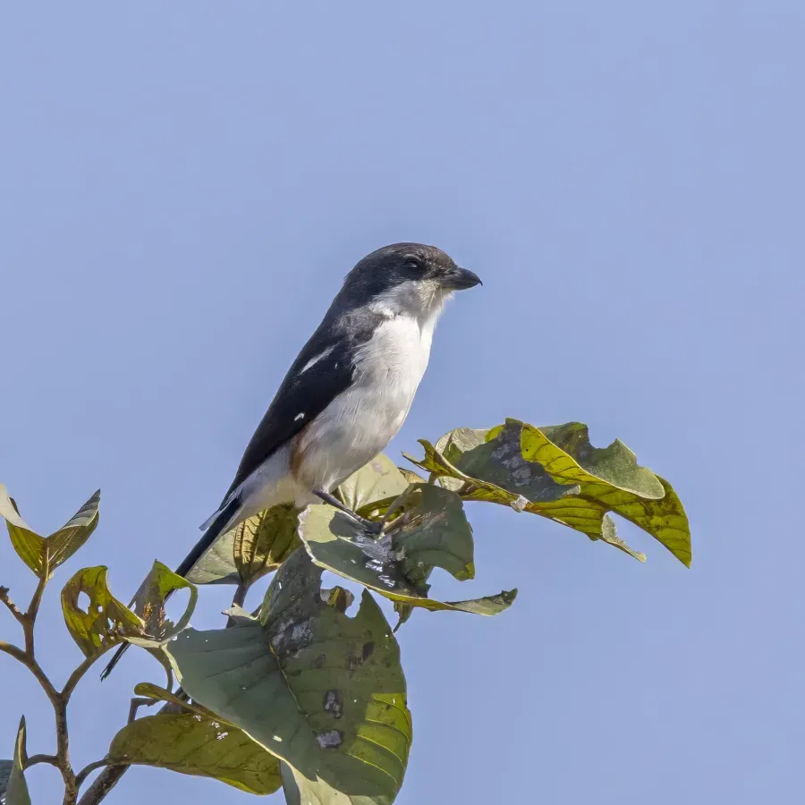 File:Southern fiscal (Lanius collaris collaris) Mlilwane.jpg