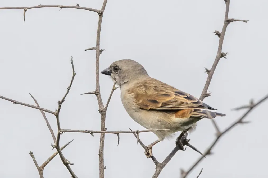 File:Southern grey-headed sparrow (Passer diffusus) Kruger.jpg