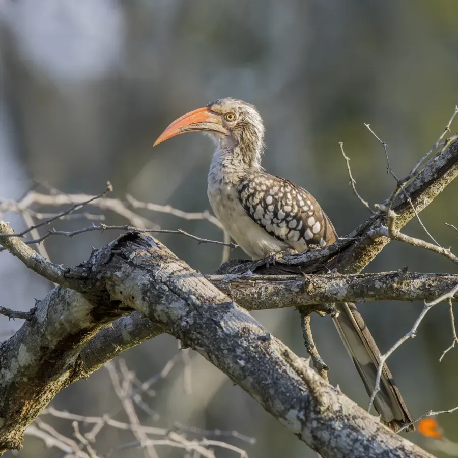 File:Southern red-billed hornbill (Tockus rufirostris) Kruger.jpg