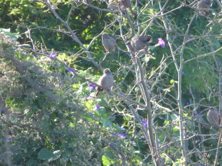 File:Agelaioides badius212300431.jpeg